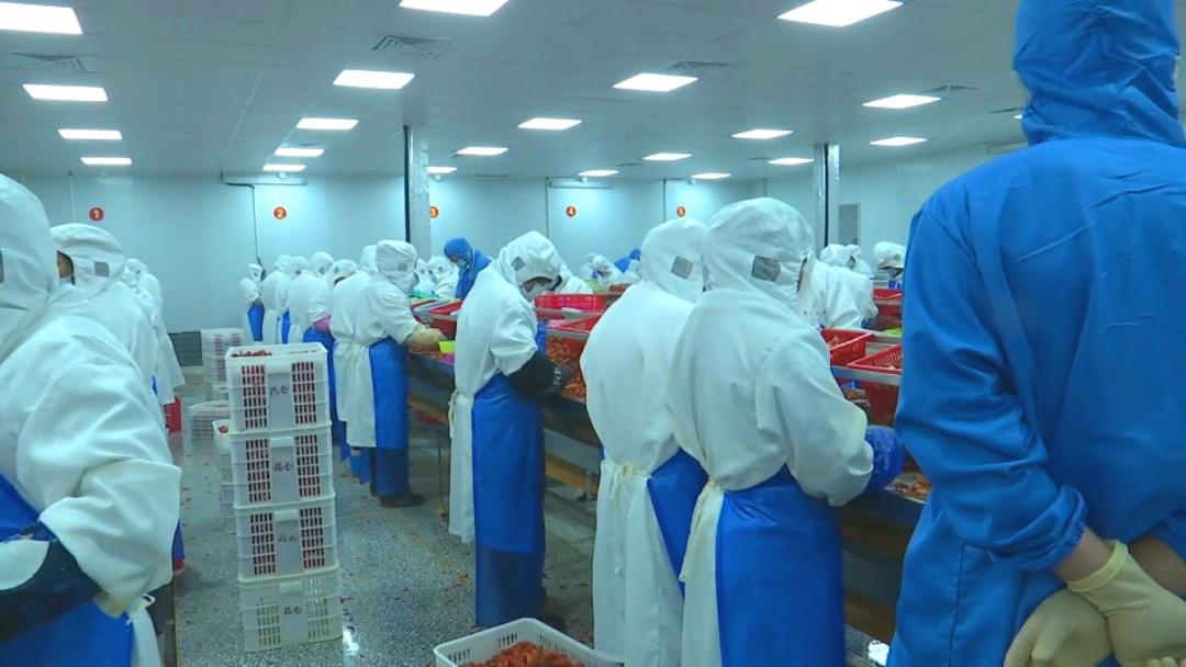 白马寺镇：发展顾问成为农户致富的“香饽饽”