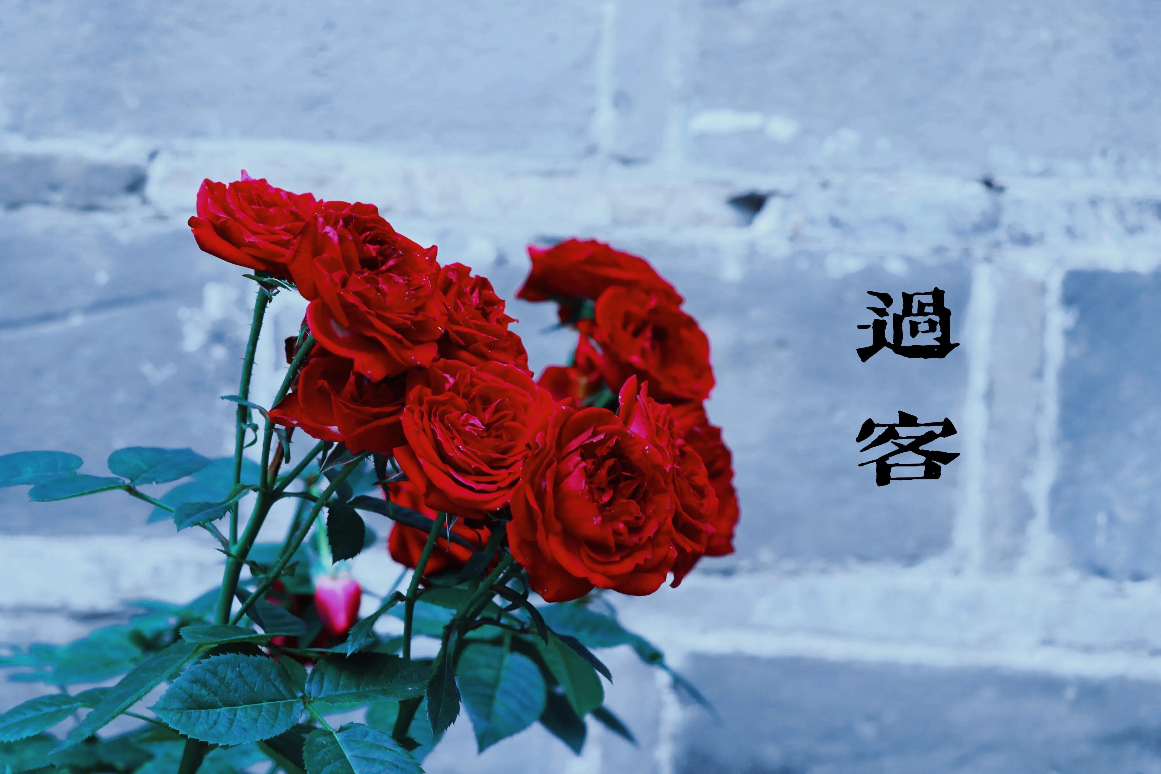 鍒摥鍒椆鍒洖澶存垜涓嶅湪鍥剧墖,鍒摥鍒兂鍥炲ご鎴戜笉鍦ㄨ儗鏅浘