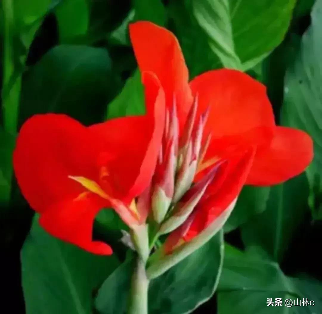 鲜花五彩缤纷争奇斗艳,最美鲜花一年四季都在争艳怒放