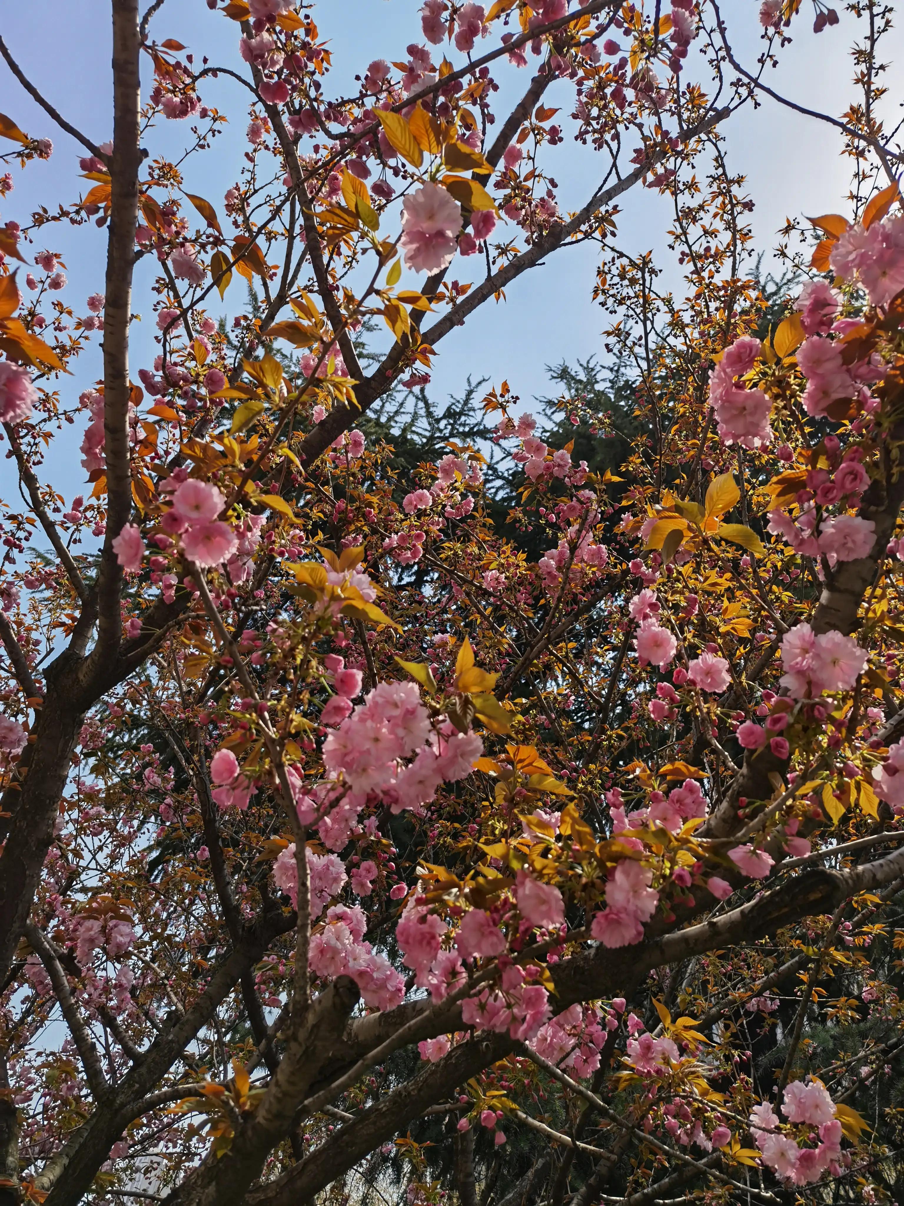 婴语奶声奶气,婴语声音视频