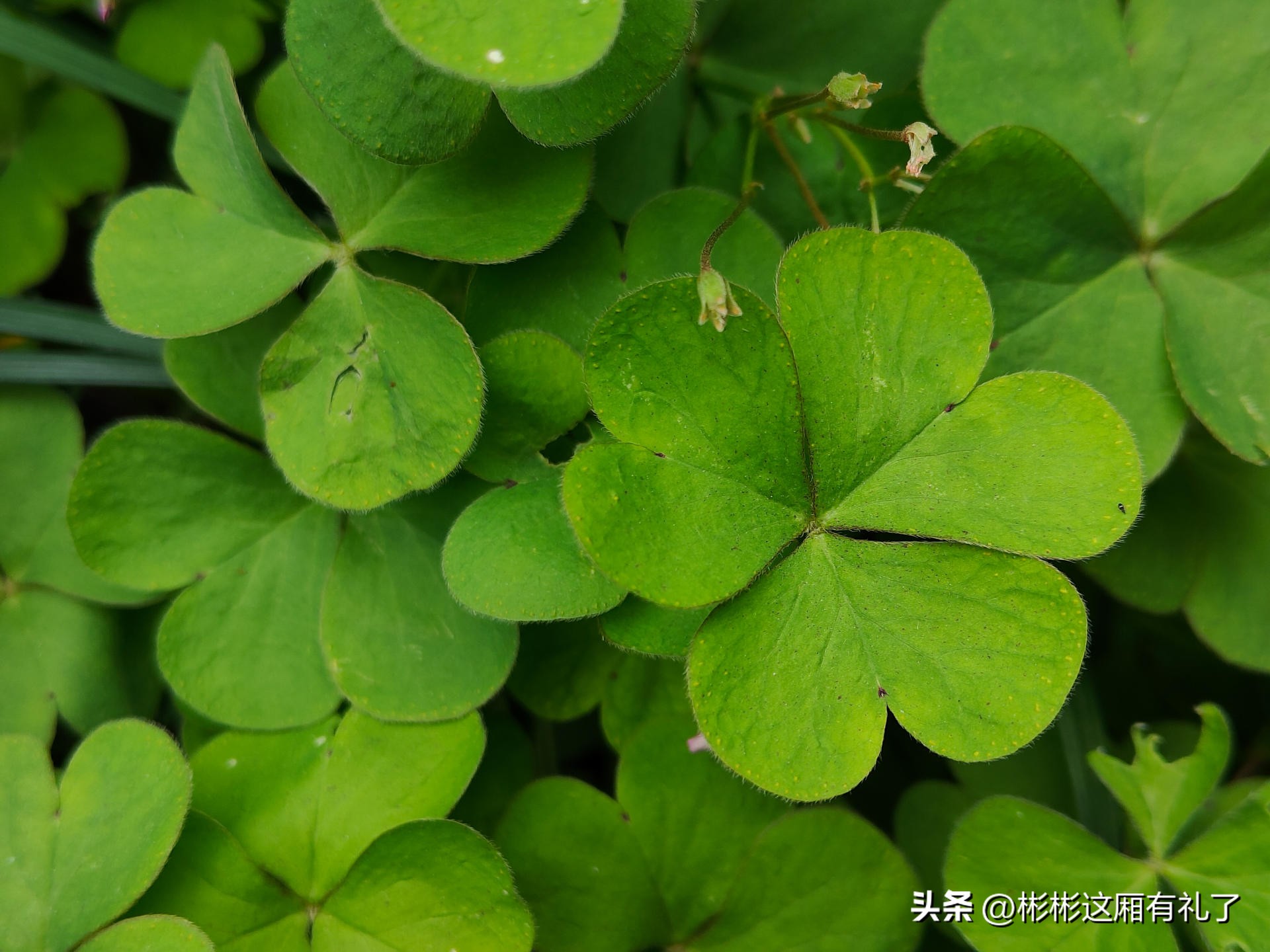 一加acepro与苹果13哪个反应快,一加acepro和苹果13