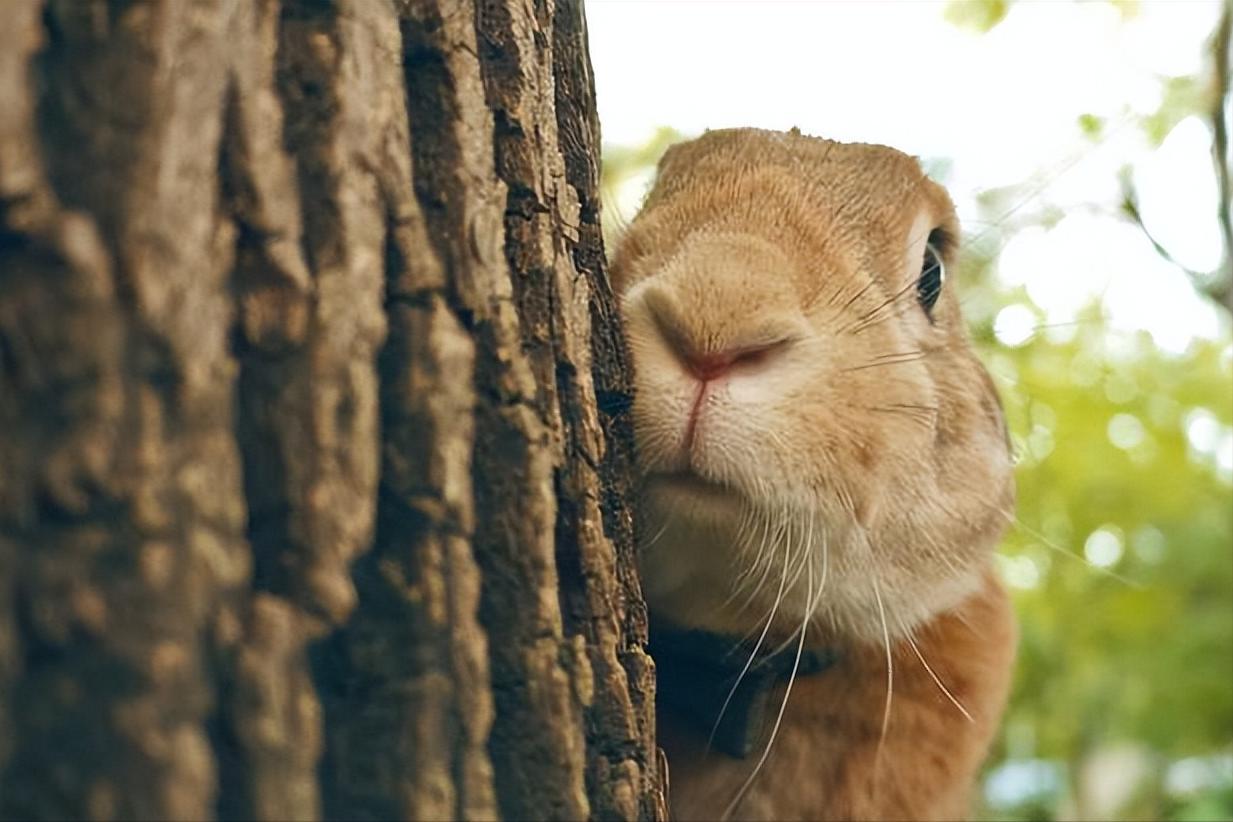 兔子打喷嚏不流鼻涕,养宠小知识兔子拉肚子怎么办