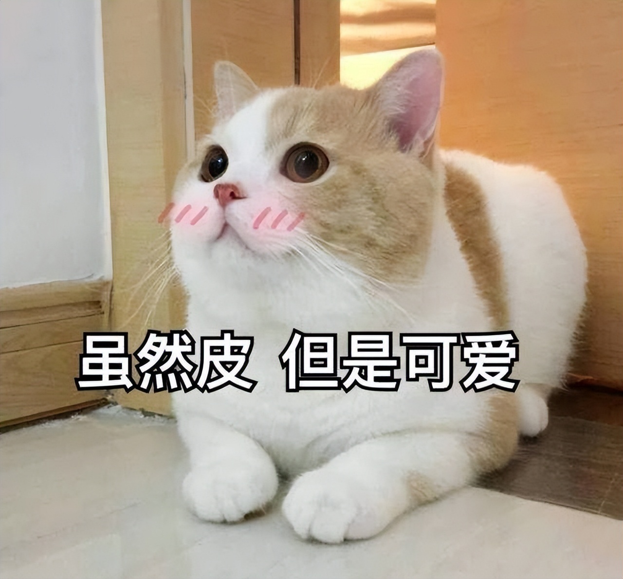哪些猫适合新手入手,新手选猫应该注意些什么