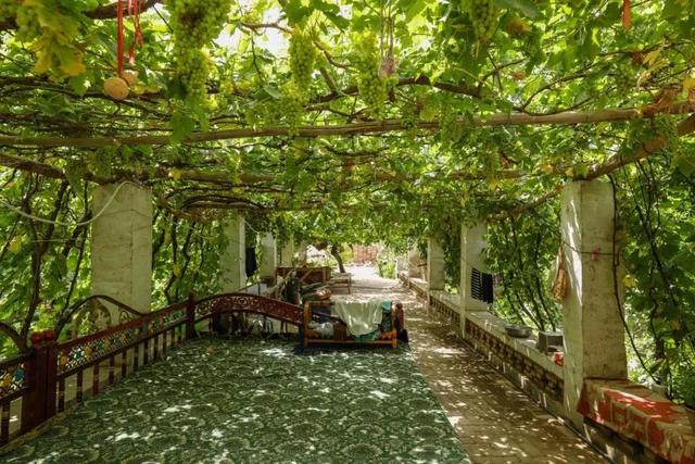 院子里葡萄架越来越少，不是不喜欢，而是这12种藤蔓植物能替代它