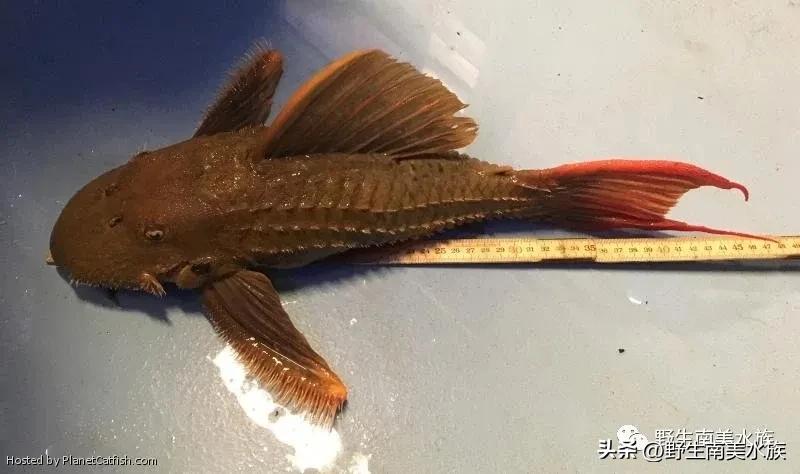 每天认识一种热带鱼,每天认识一种南美鱼