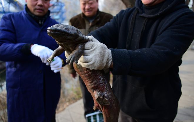 大鲵选育研究和病毒疫苗研发