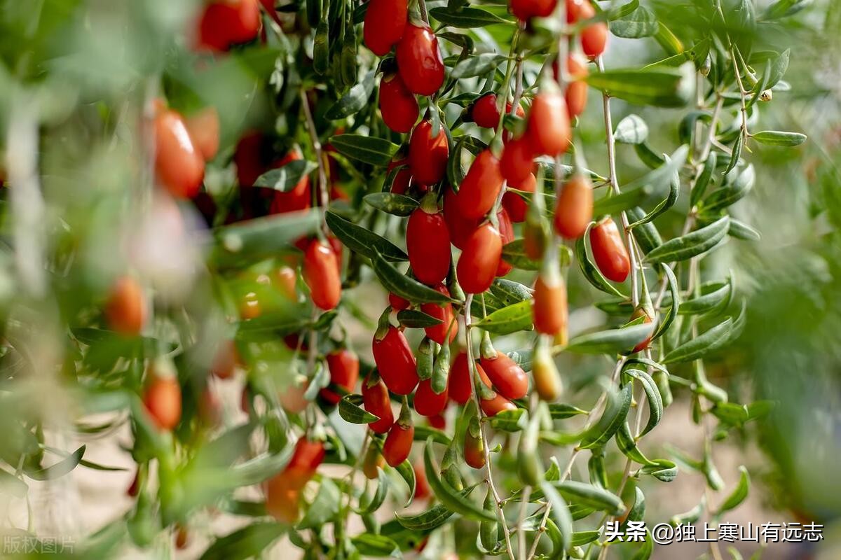 饮食里的中药之枸杞：子，补肝肾益精明目；根，凉血清肺降火