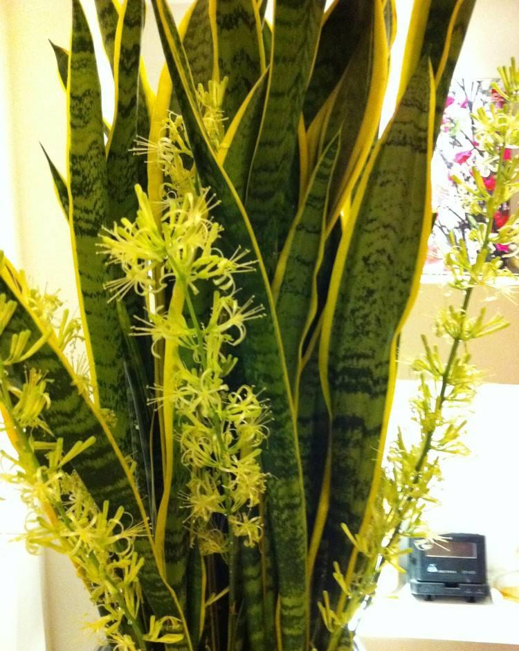 适合养在客厅好养活的绿植,十大最好养的客厅大绿植