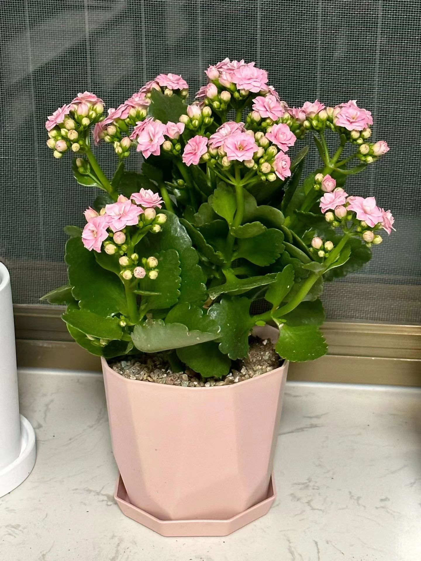 老人适合养什么花比较好,适合老年人养的花排行榜