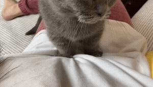 猫咪为什么上床,为什么猫咪上床还咬人