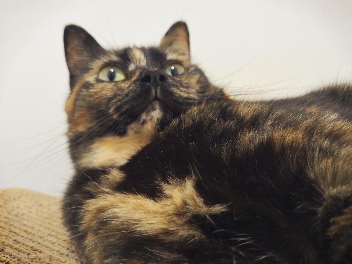 猫界的刘亦菲三花猫,三花猫界的刘亦菲