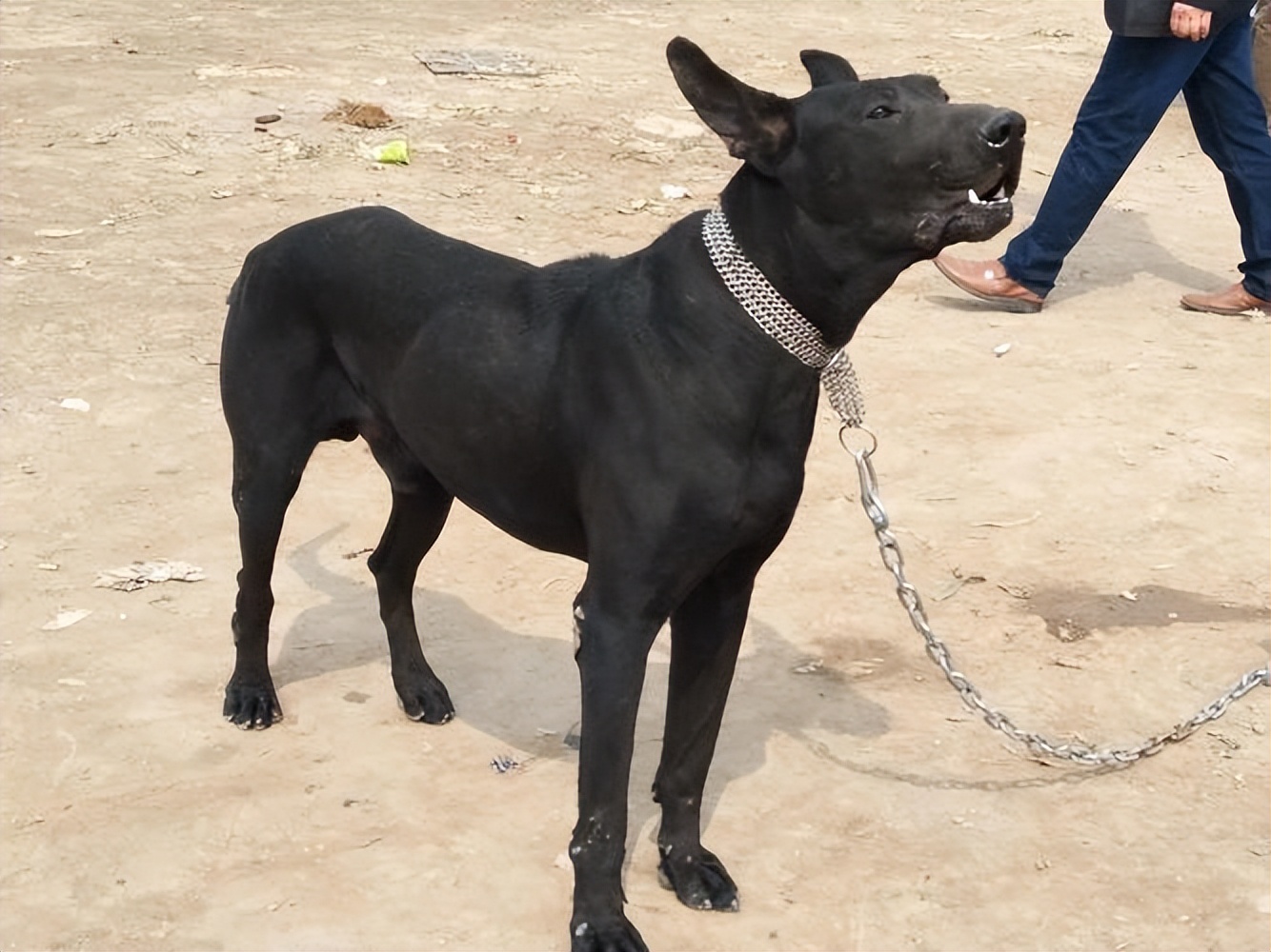 黑狼犬一般人养得起吗,黑狼犬到底多可怕