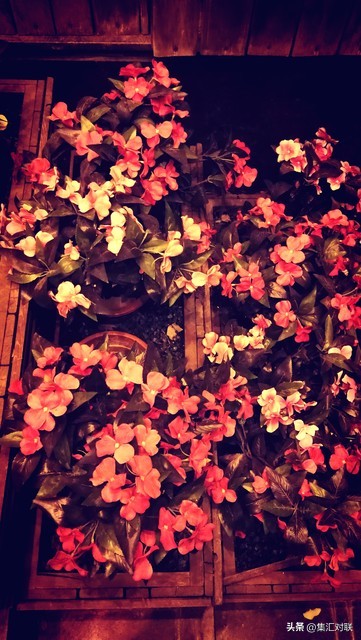 上联夜来花香无蝶采下联怎么对,花香入梦来对联下联