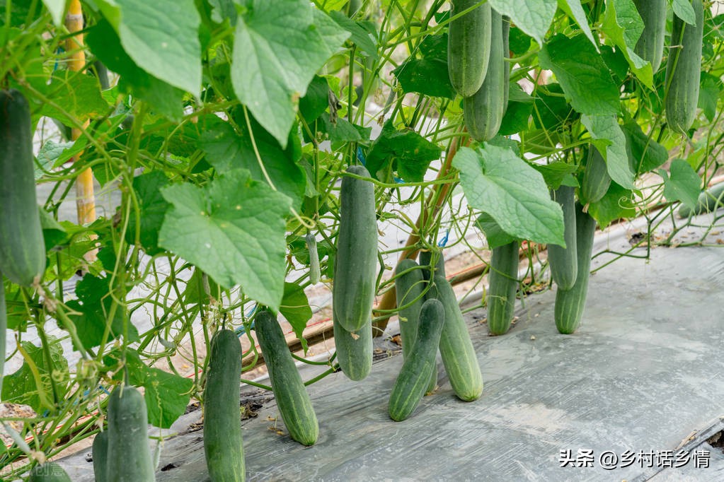 红糖醋发酵肥料的使用方法,红糖自制有机肥料