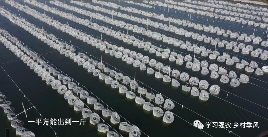 王振民的“蛭”富经