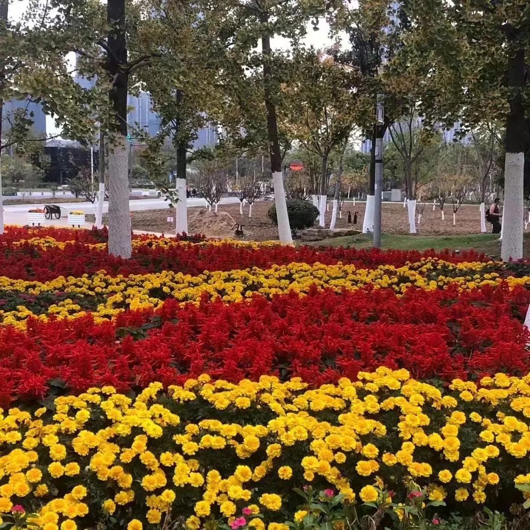 秋染天鹅湖，尽赏秋之裳