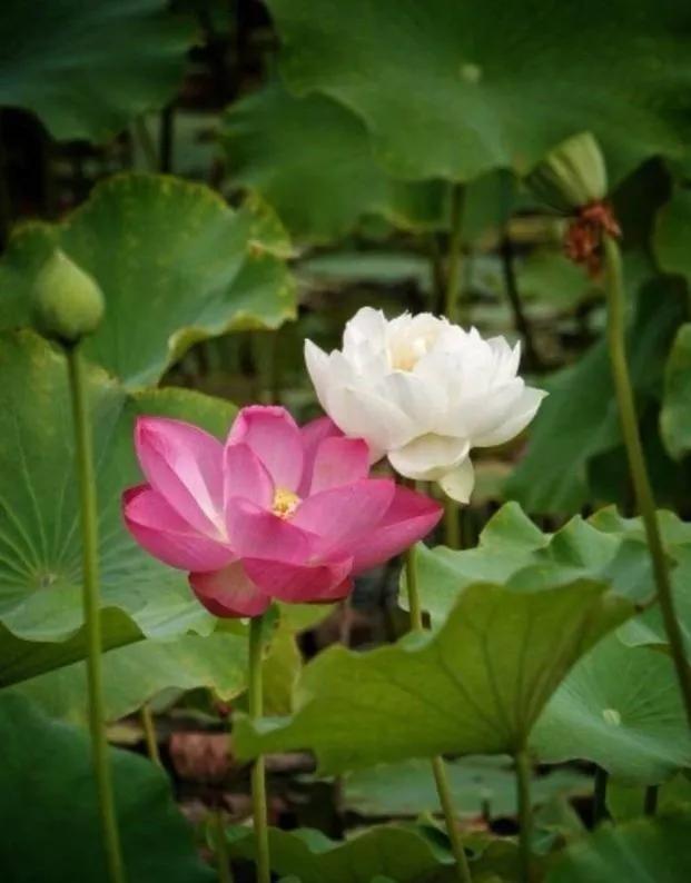 百年好合啥意思,百年好荷酒