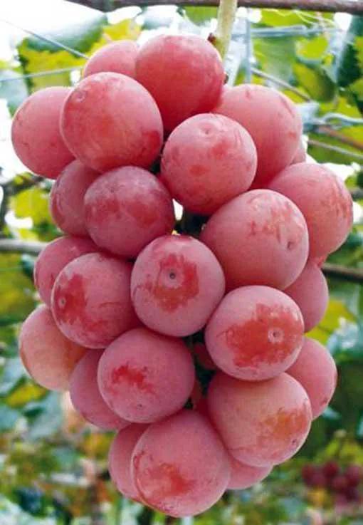 100多种罕见水果欣赏,100种罕见水果名字