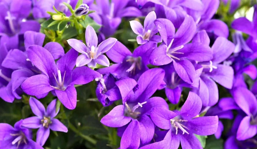 什么是“颜色情人”||今天才明白。色盲人请远离，避免迷惑双眼！