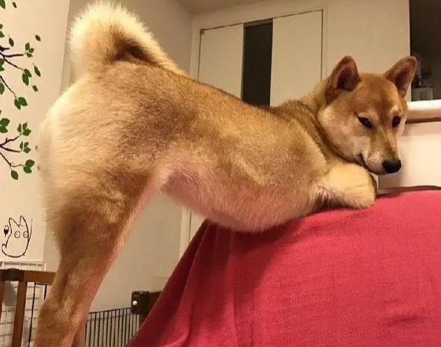 狗狗疼痛时的12个表现,狗狗疼痛的10个表现