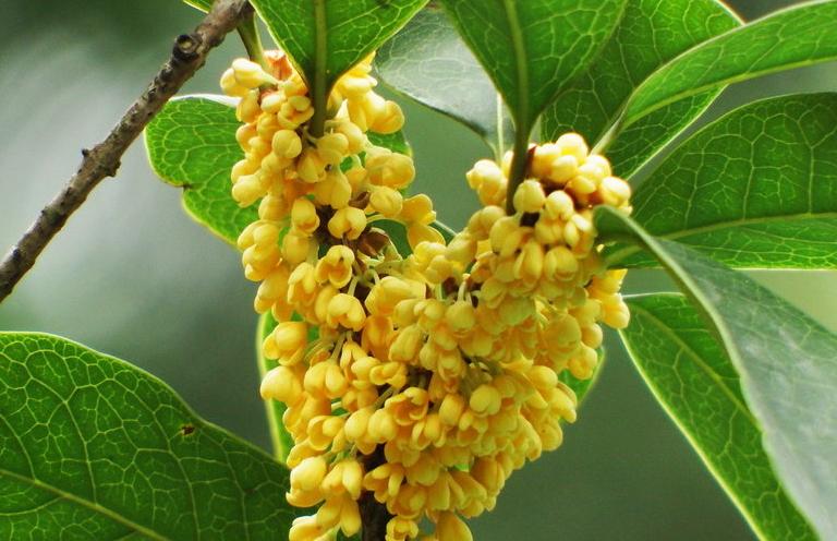 关于金榜题名的诗句古诗词,金榜题名藏头诗大全