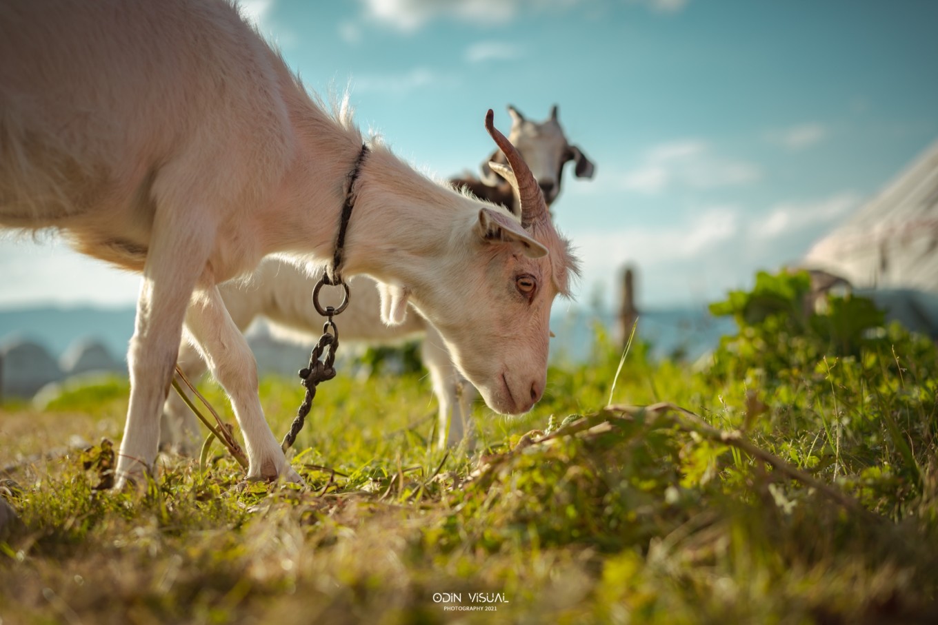 新疆伊犁之美,走了一圈才发现世界万物远不及你