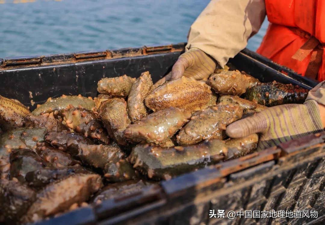 中国第一海鲜大省,中国第一海鲜怎么样