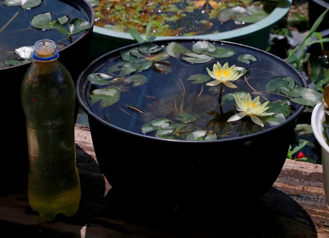 95后广东小伙痴迷睡莲育种,95后小伙痴迷睡莲育种