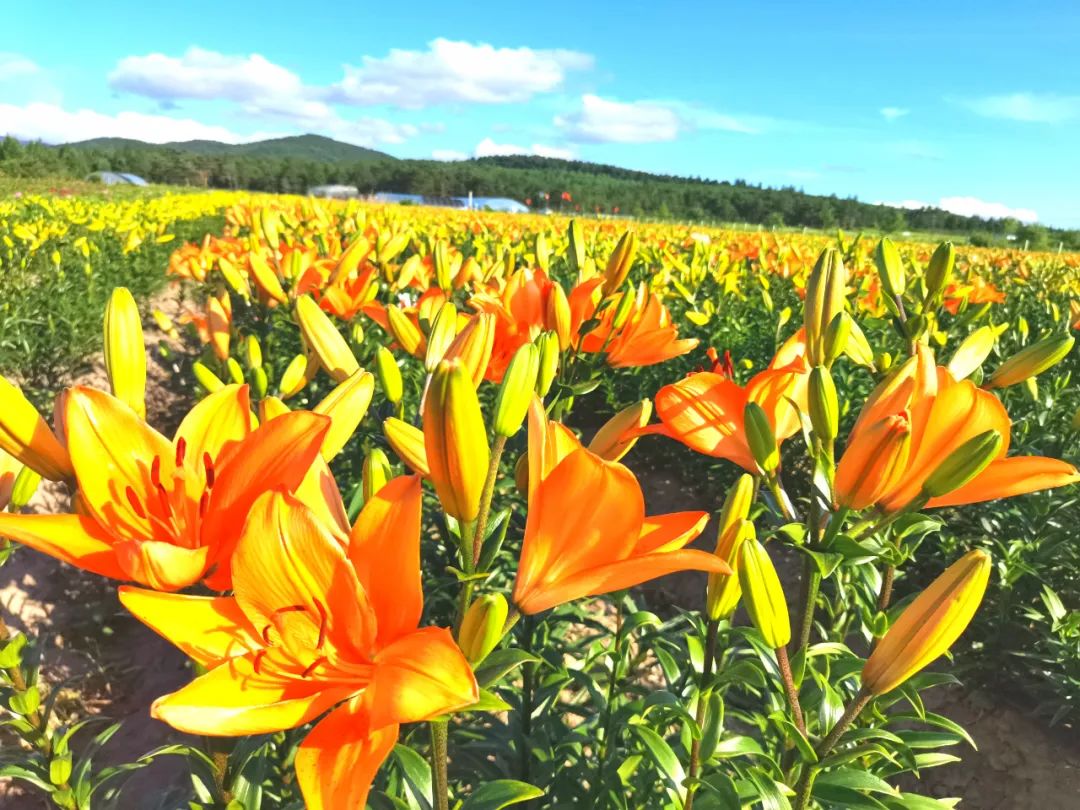 夏季延边旅游最佳路线推荐,延边最新活动消息