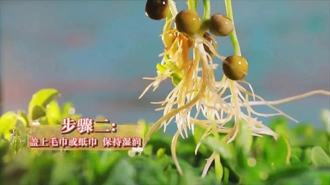 三种蔬菜降火效果最好,三种蔬菜清火最好