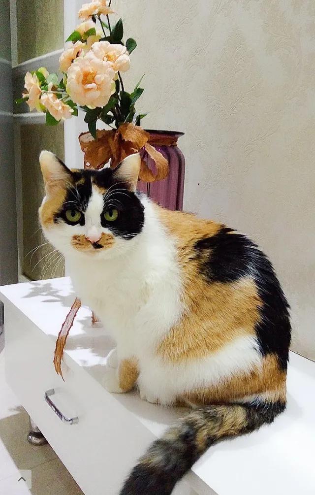 灰色猫咪是什么品种,玳瑁猫咪是什么品种