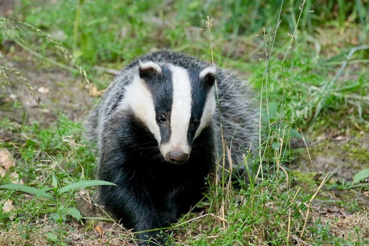 吉林延边出现传闻中的“猹”，下山觅食被困在垃圾池里，还挺凶猛