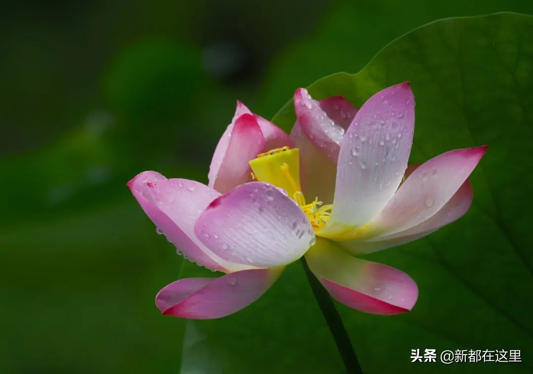 如果城市有颜色重庆,如果城市有颜色作文