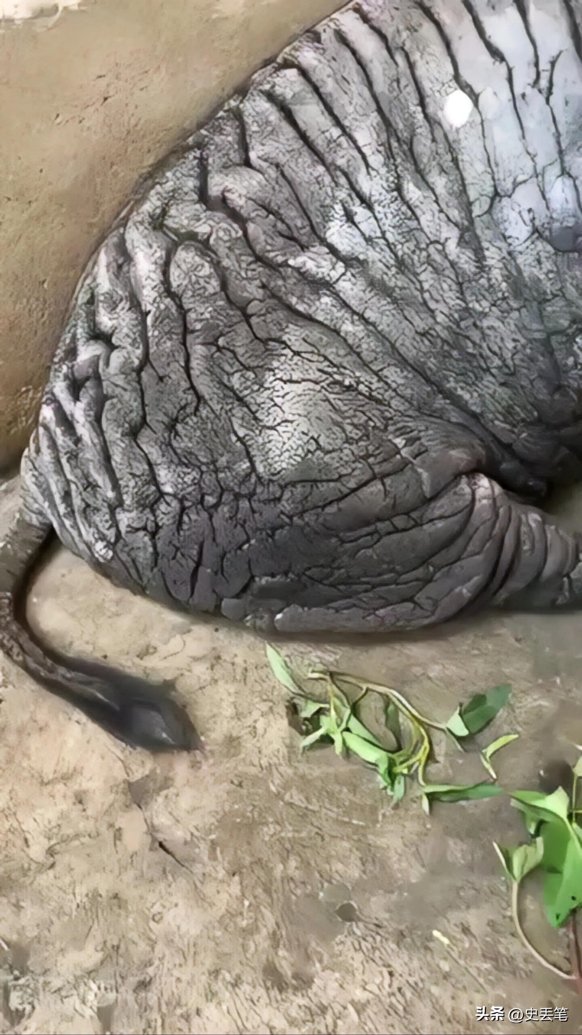 越南大妈家里养了只皱皮老母猪，称低于115万坚决不卖