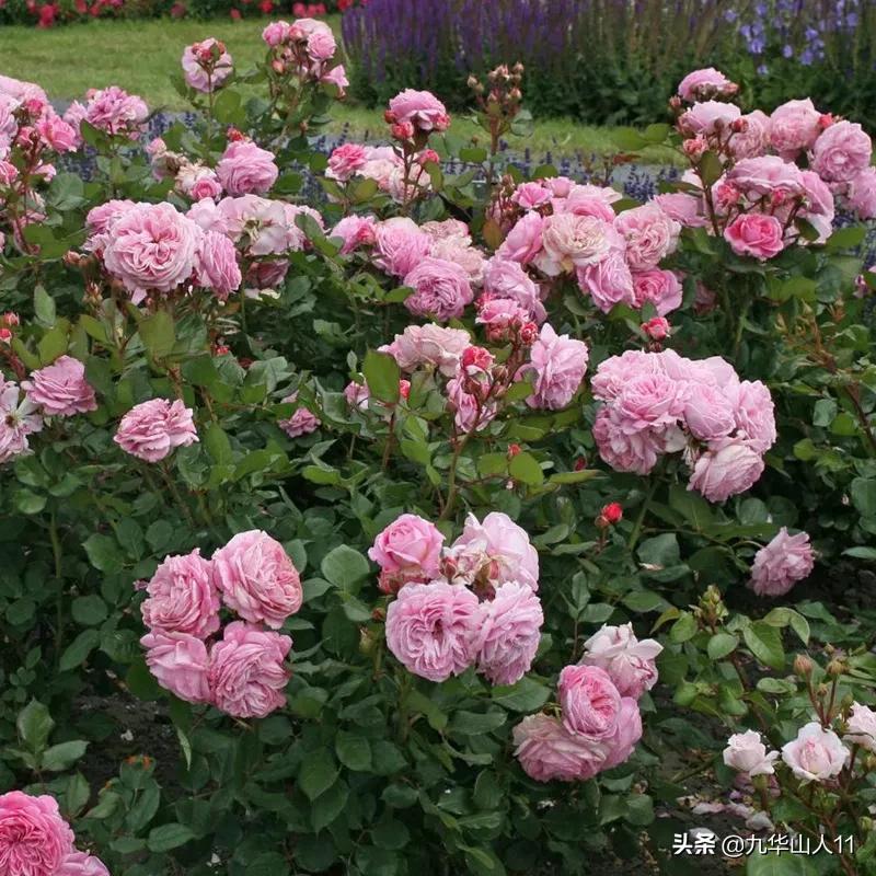 常见丰花月季品种一览,阳台盆栽丰花月季什么品种最好