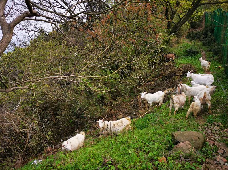 爱旅经常组织的市内登山路线，传说健康的人都去了这里......