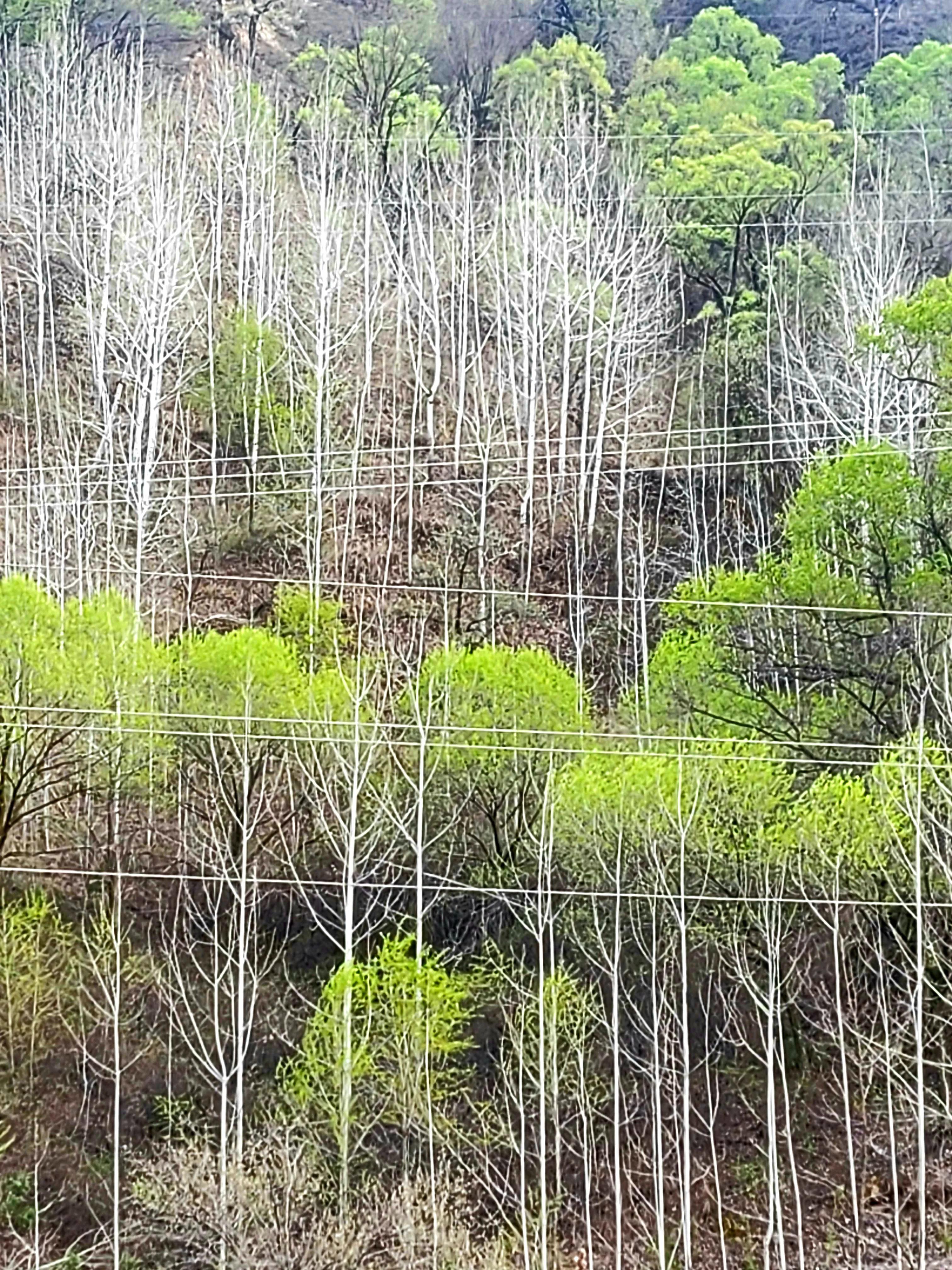 庄稼的风景视频,庄稼的风景