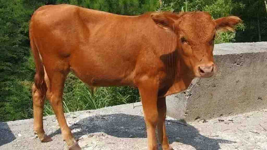 中国地理标志农产品品牌展播,济宁优质农产品品牌