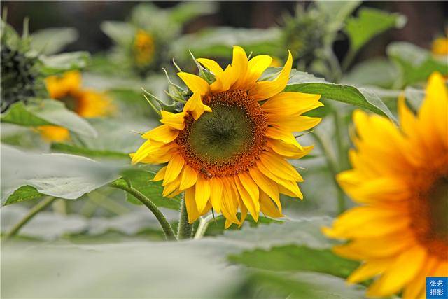 广州百万葵园葵花的花期,广州百万葵园五月份有什么花看