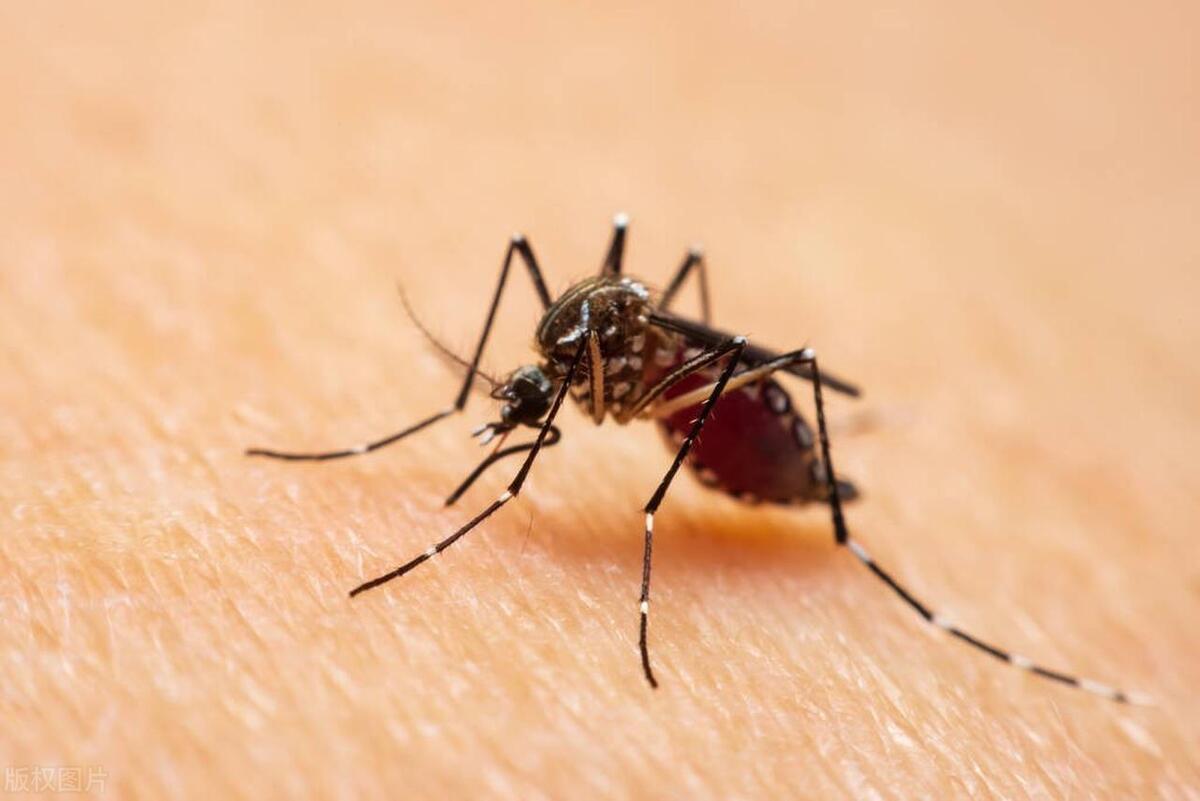 房间有蚊子怎么吸引蚊子过来,怎么快速找到屋里的蚊子