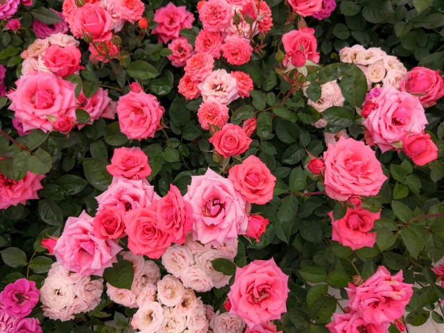 关于玫瑰花的古诗词有哪些,带有玫瑰花的古诗词