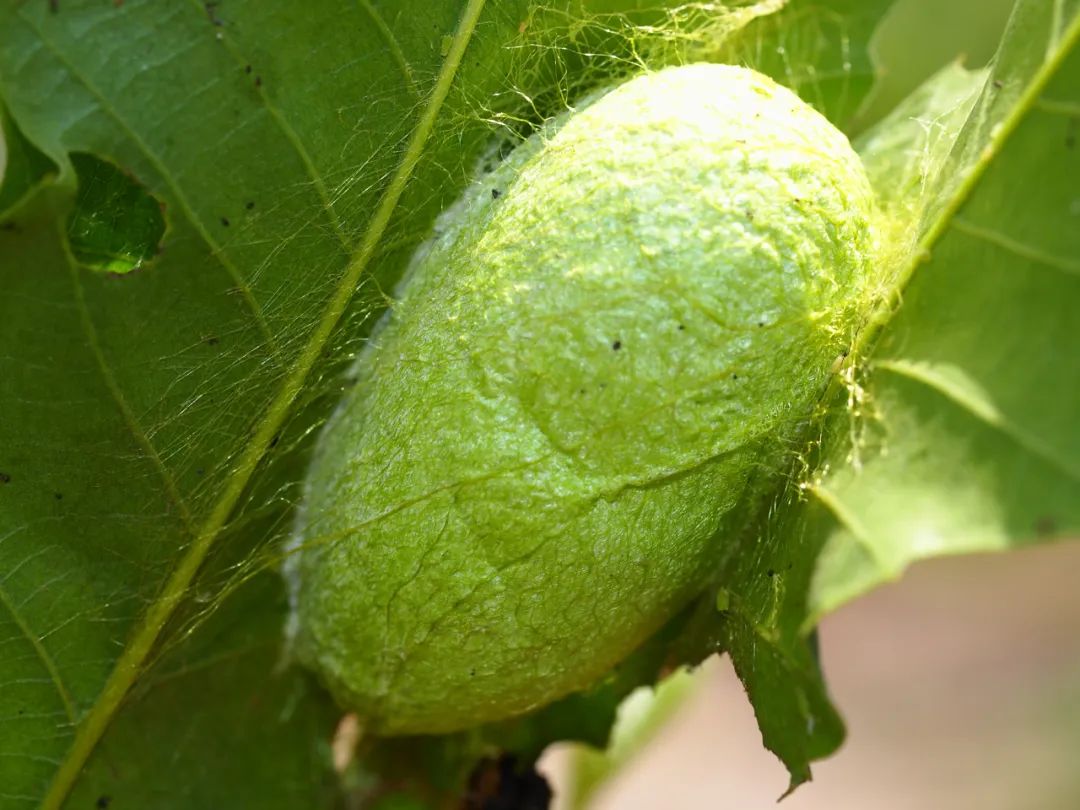 蚕只吃桑叶吗还可以吃什么叶子,不吃桑叶的蚕吃菜叶会吐丝吗