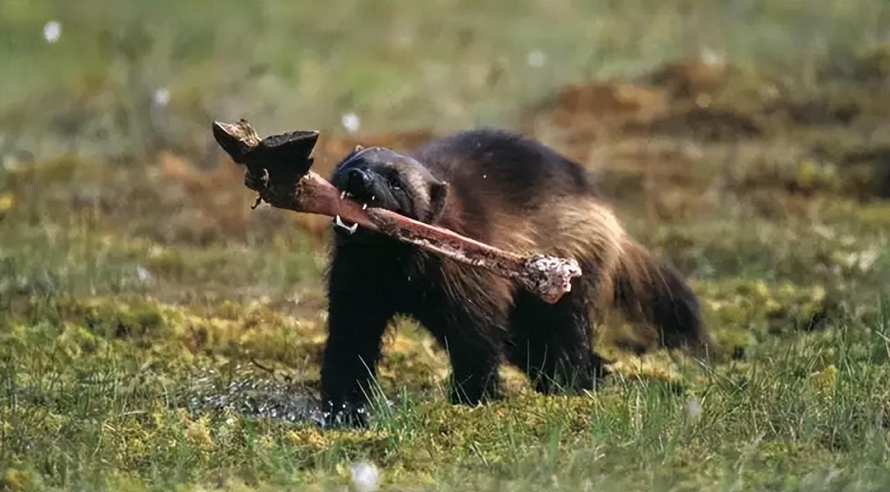 大兴安岭发现貂熊外出觅食，能猎杀200斤马鹿，敢从猞猁嘴下夺食
