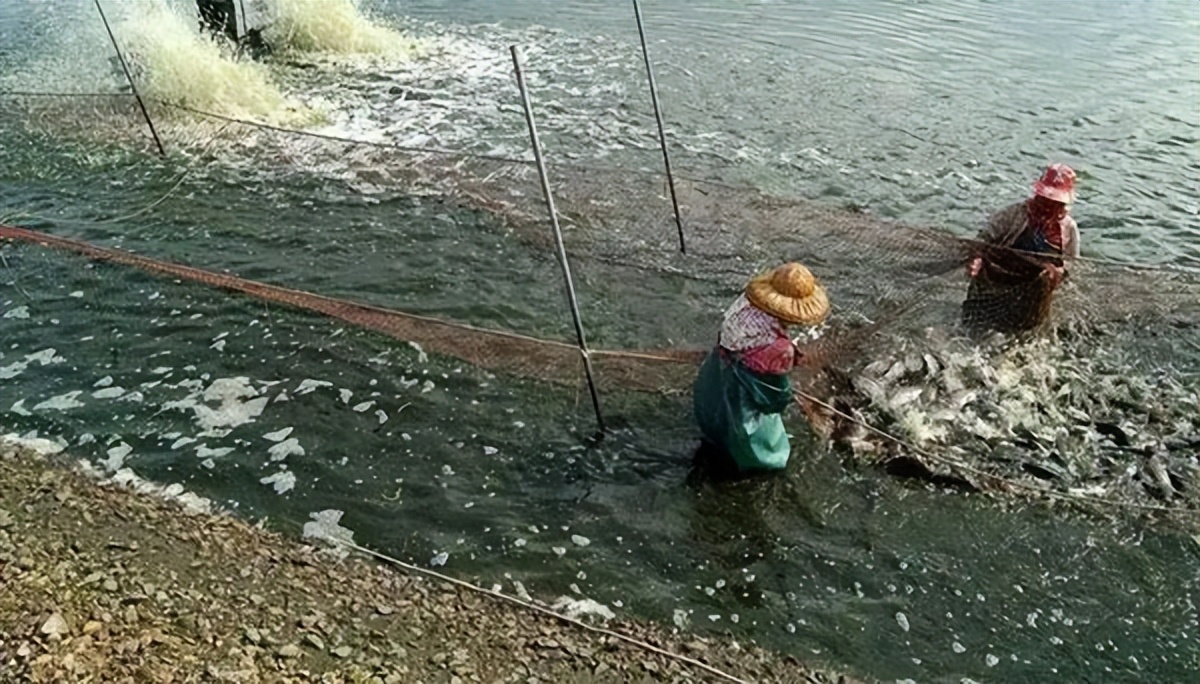 水霉病的症状及治疗方法,水霉病症状及防治
