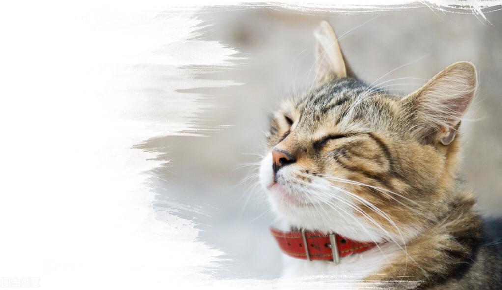 猫咪的耳朵怎样才是健康的,猫咪耳朵动作科普