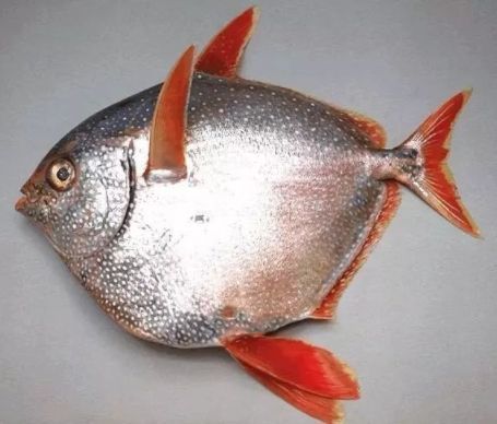 5种世界上最奇特的鱼图片,最奇葩的十种鱼类