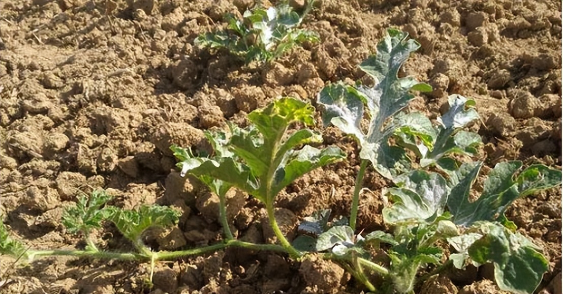 氯氰菊酯对西瓜幼苗根系有影响吗,嫁接西瓜苗根系不好怎么办