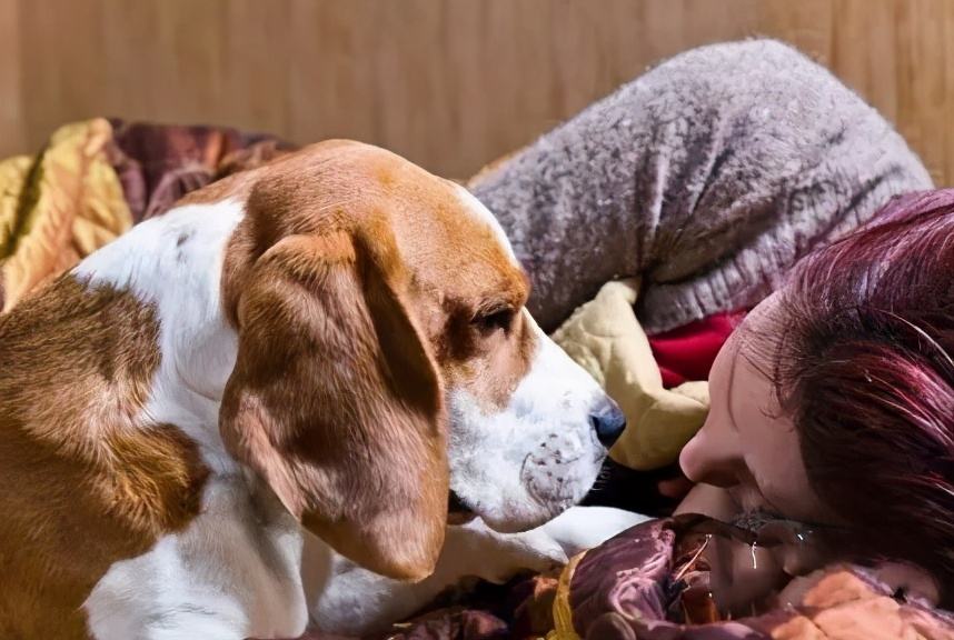 狗狗拿你当妈妈的7种表现,如果狗狗把你当成父母有几种表现