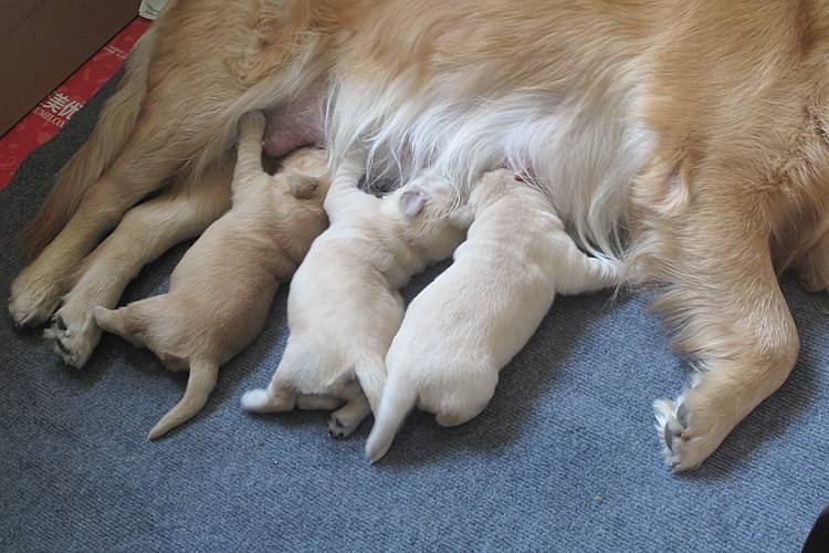 狗狗交配后，居然会流血？这正常吗？