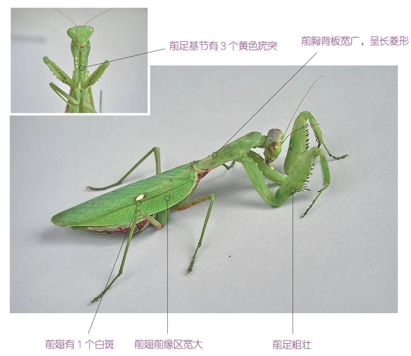 30种可以吃且美味的虫子图,33种昆虫图片大全